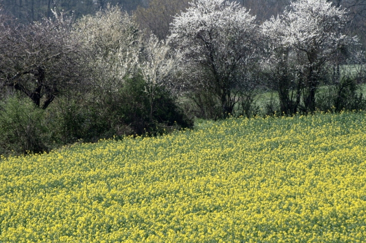 Champs de Colza - Vicq-sur-Gartempe