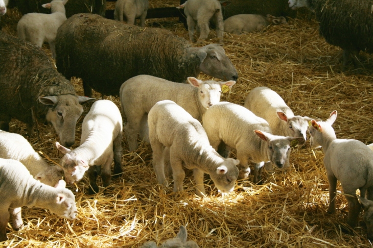 Les moutons de Mr Nevy - Vicq-sur-Gartempe