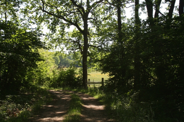 Sous-bois à la Berthommière - Vicq-sur-Gartempe