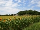 Nos champs de tournesols