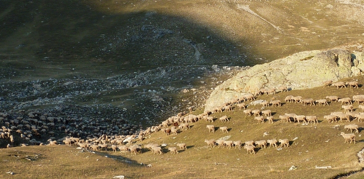 Le soleil va secoucher , les moutons rentrent aussi !  - Larche