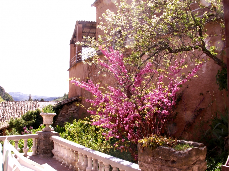 Arbre de Judée et Merisier en fleur au village du Caire - Le Caire