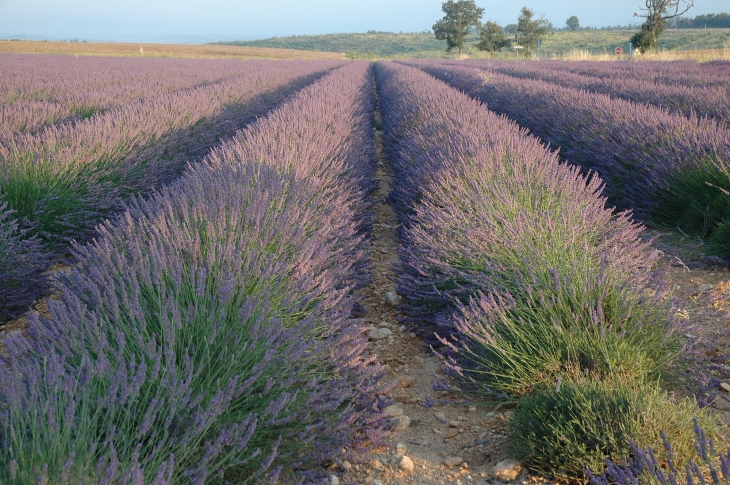 Lavandin - Saint-Laurent-du-Verdon