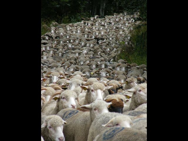 Transhumance - Saint-Paul-sur-Ubaye