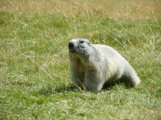 Marmotte  - Saint-Paul-sur-Ubaye