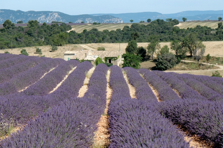 Champ de Lavandin - Valensole