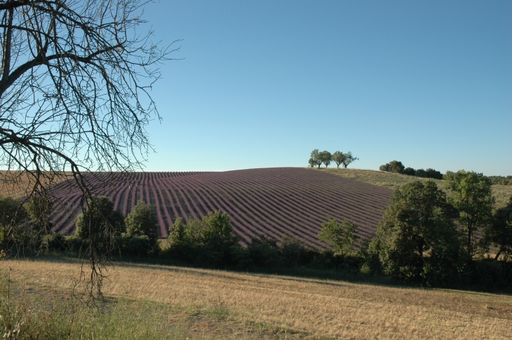 Champ de Lavandin - Valensole