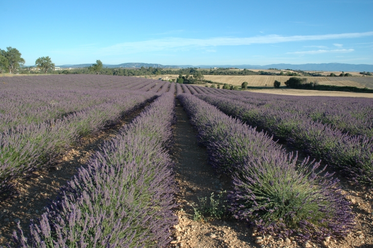 Champ de Lavandin - Valensole