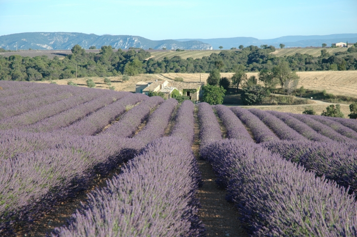 Champ de Lavandin - Valensole