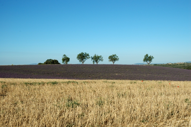 Champ de Lavandin - Valensole