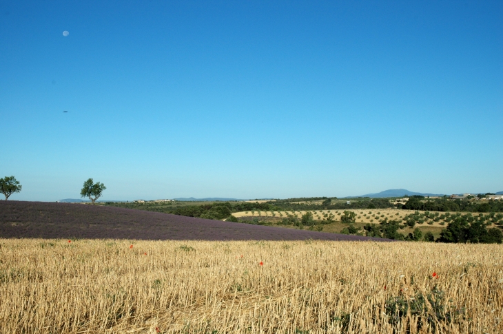 Champ de Lavandin - Valensole