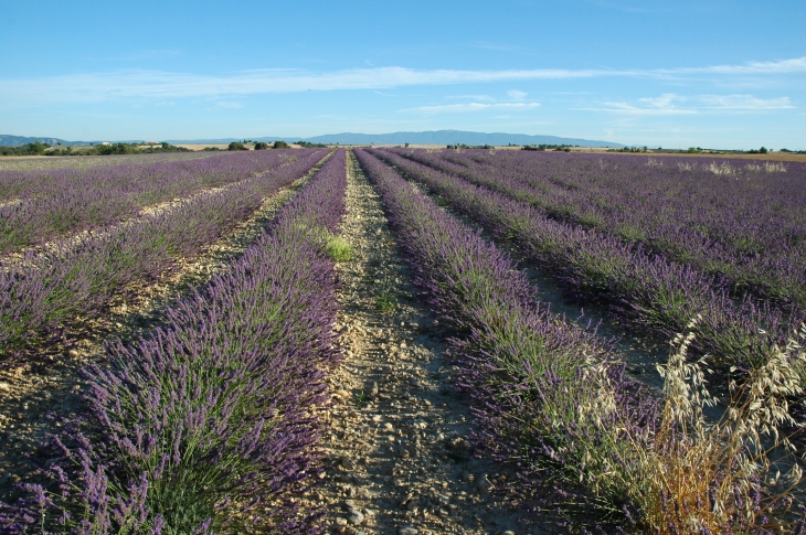 Champ de Lavandin - Valensole