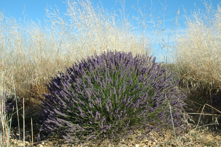 Lavandin - Valensole