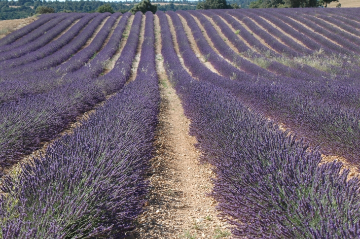 Champ de Lavandin - Valensole