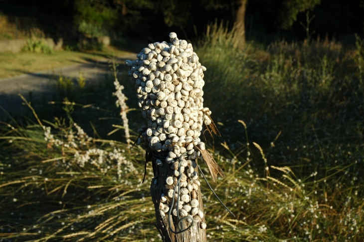 Limaçons - Valensole