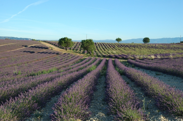 Champ de Lavandin - Valensole