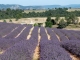 Photo suivante de Valensole Champ de Lavandin