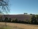 Photo suivante de Valensole Champ de Lavandin