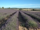 Photo suivante de Valensole Champ de Lavandin