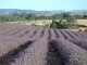 Photo suivante de Valensole Champ de Lavandin