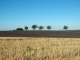 Photo suivante de Valensole Champ de Lavandin