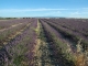 Photo suivante de Valensole Champ de Lavandin