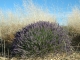 Photo suivante de Valensole Lavandin