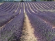 Photo suivante de Valensole Champ de Lavandin