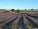 Photo suivante de Valensole Champ de Lavandin