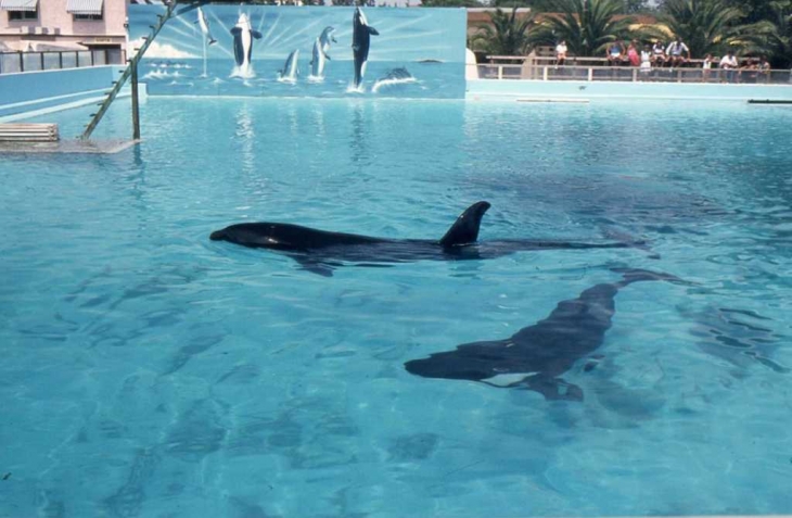 Au Marineland d'Antibes