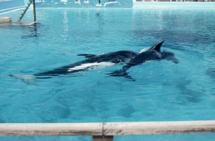 Au Marineland d'Antibes