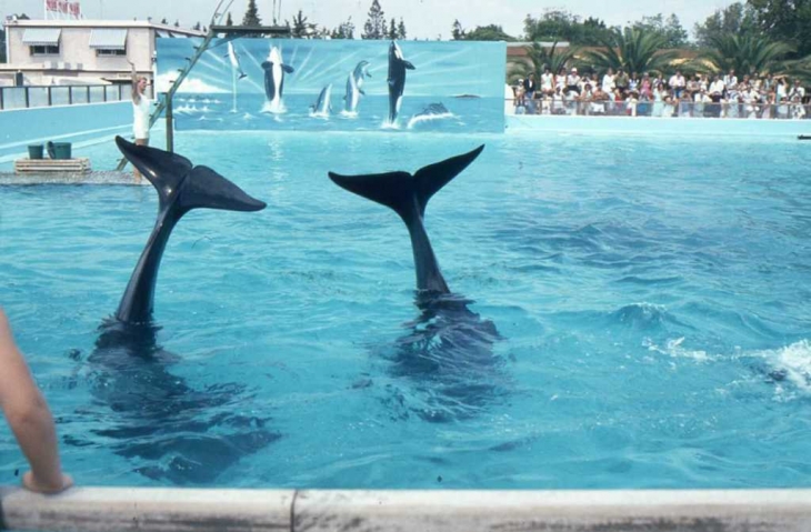 Au Marineland d'Antibes