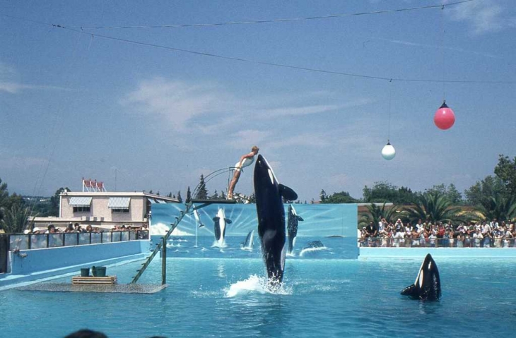 Au Marineland d'Antibes