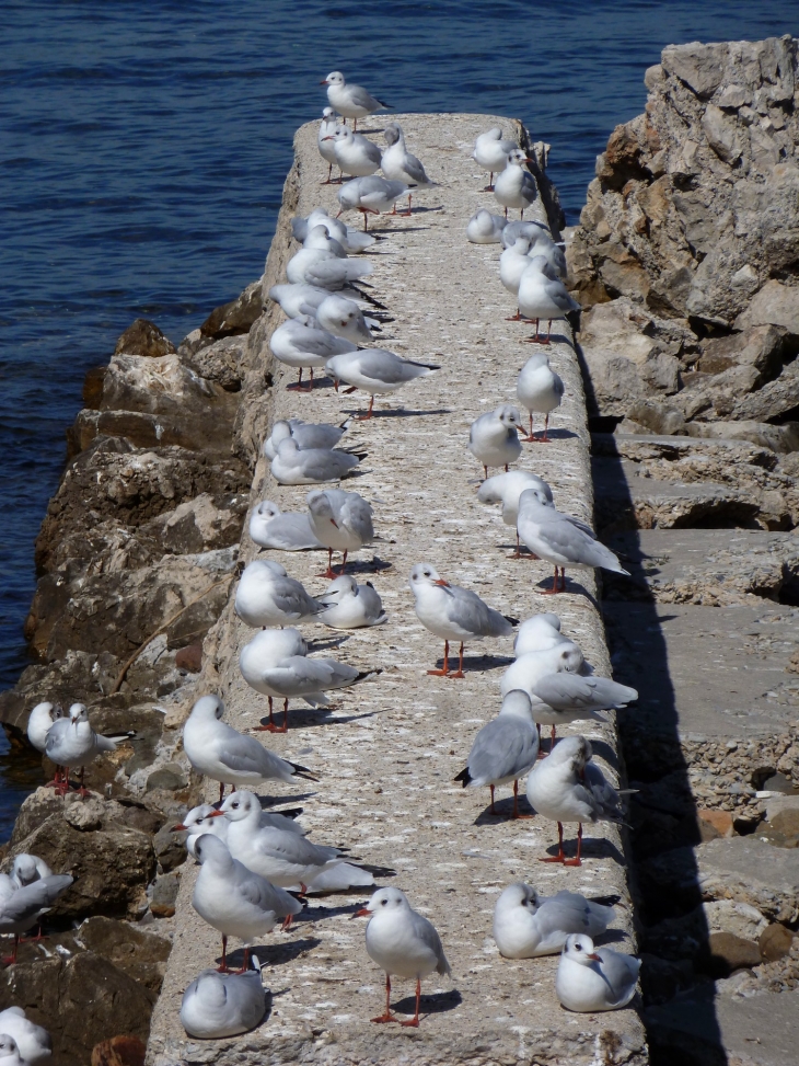 Antibes