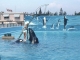 Photo suivante de Antibes Au Marineland d'Antibes