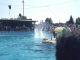 Photo suivante de Antibes Au Marineland d'Antibes