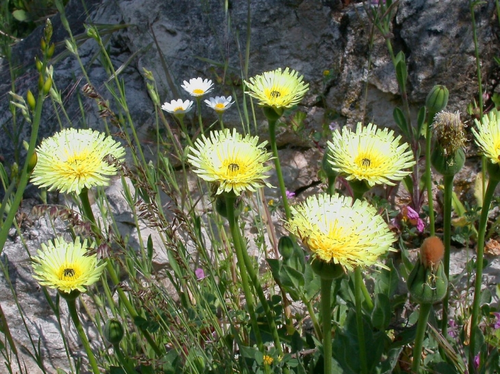 AU MONT CHAUVE - Aspremont