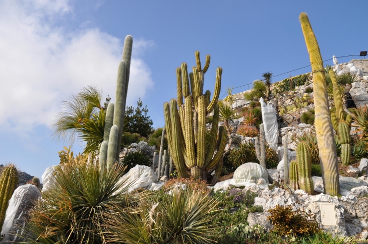 Jardin exotique - Èze