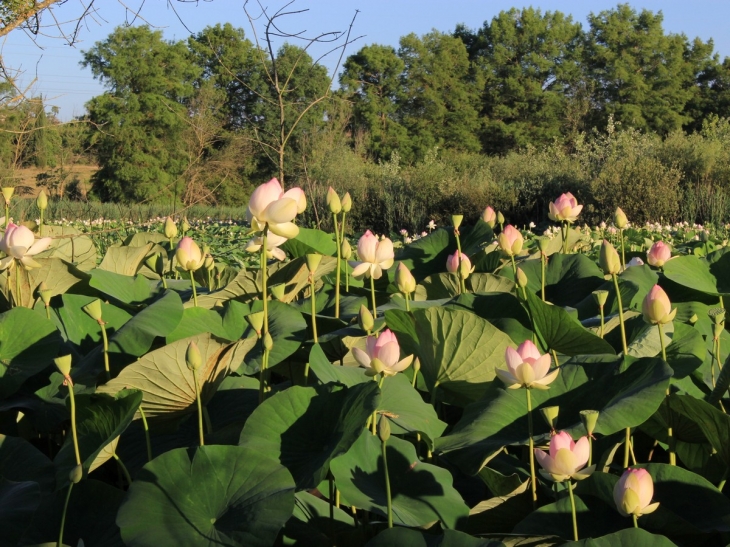 L'étang de fontmerle - Mougins