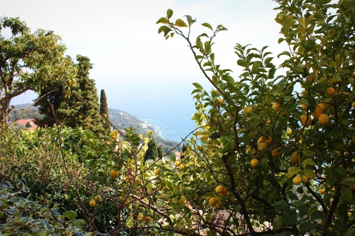 Citronniers de Roquebrune cap Martin - Roquebrune-Cap-Martin