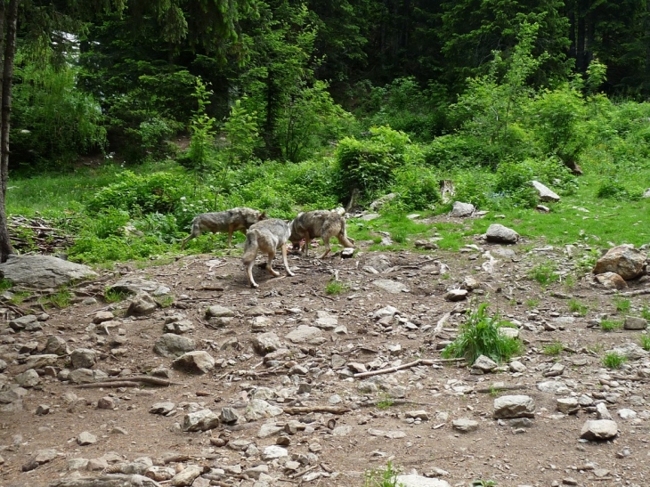 Visite du parc  - Saint-Martin-Vésubie