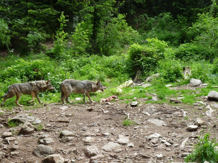 Visite du parc  - Saint-Martin-Vésubie