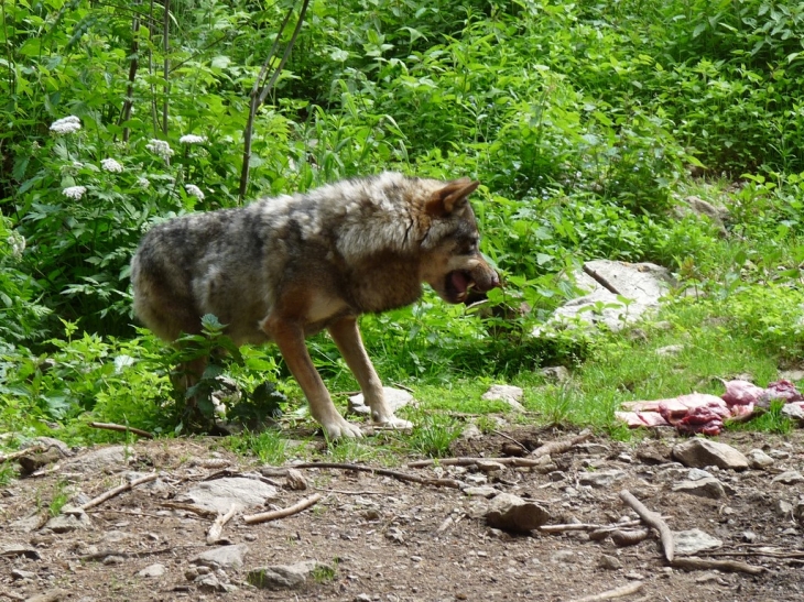 Visite du parc  - Saint-Martin-Vésubie