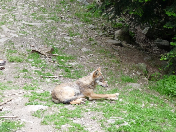 Visite du parc  - Saint-Martin-Vésubie