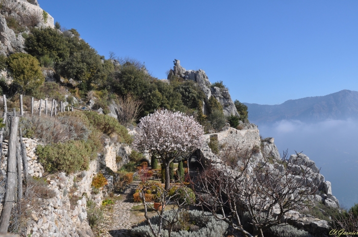 Amandier - Château & Jardin médiéval - Sainte-Agnès