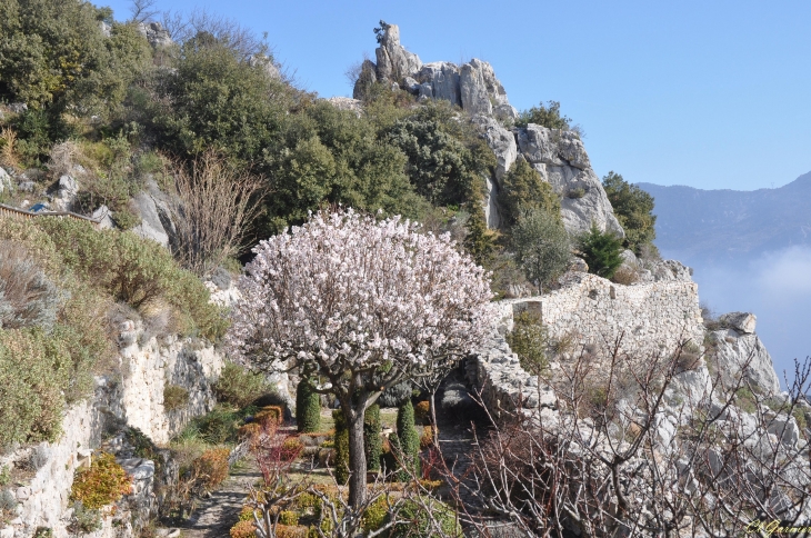 Amandier - Château & Jardin médiéval - Sainte-Agnès