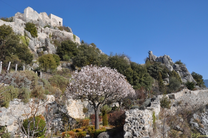 Amandier -  Château & Jardin médiéval - Sainte-Agnès