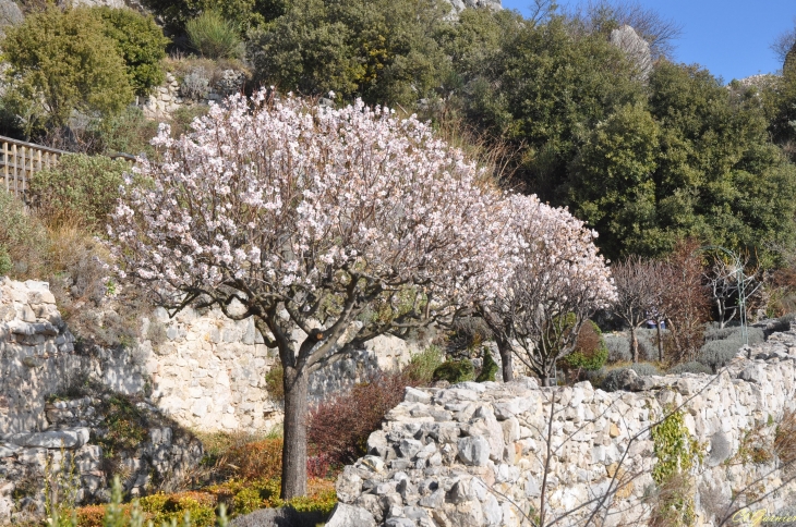 Amandier - Sainte-Agnès