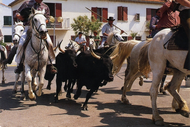 Camargue - Une Abrivado. (carte postale de 1990) - Arles