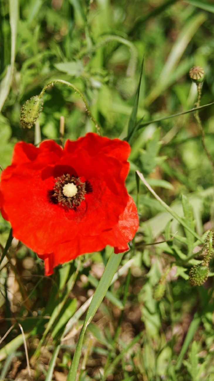 Fleur des Champs - Arles